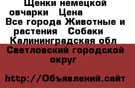 Щенки немецкой овчарки › Цена ­ 30 000 - Все города Животные и растения » Собаки   . Калининградская обл.,Светловский городской округ 